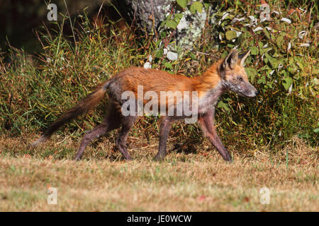 Red Fox (vulpes vulpes) inflitti a gestire in un campo Foto Stock