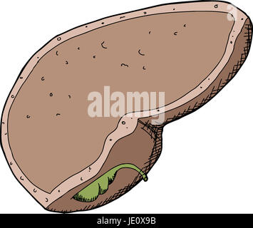 Unico umano isolato del fegato e della cistifellea Foto Stock