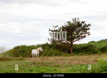 Cavallo bianco in un prato con alberi Foto Stock