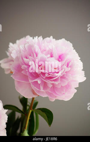 Peonie rosa in un vaso nel sole di mezzogiorno, fiori di colore rosa, molla concetto, bellezza, piuttosto, femminile primavera la natura bellissima Foto Stock