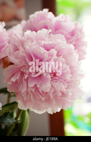 Peonie rosa in un vaso nel sole di mezzogiorno fiore bianco fiore close up Foto Stock