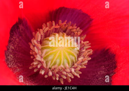 Rosso brillante decorativamente petali di circondare il turco di semi di papavero pod in fiore il centro. Foto Stock