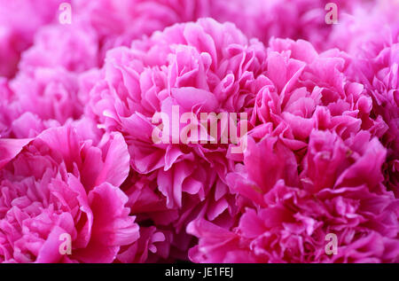 Piante e fiori di grande gruppo di rosa le peonie, floral background astratto Foto Stock