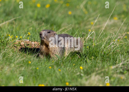 Ritratto di marmotta (Marmota monax) in Prati con fiori di colore giallo Foto Stock