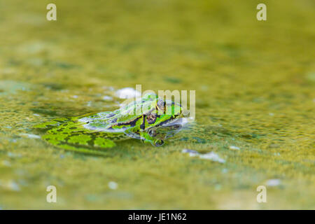 Ritratto di naturale rana verde (Rana esculenta) seduti in acqua Foto Stock