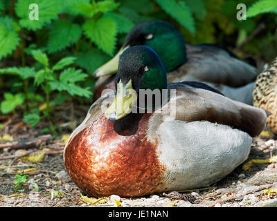 Close-up di una coppia di Germani Reali di seduta sul pavimento di bosco apparentemente addormentato veloce Foto Stock