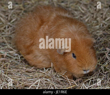 Il beige cavia (cavia porcellus) Foto Stock