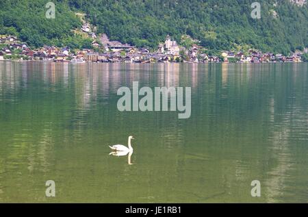 Un cigno sul lago Hallstatt nelle Alpi, Austria superiore, l'Europa. Un sito patrimonio mondiale dell'Unesco. Sullo sfondo la città di Hallstatt. Foto Stock