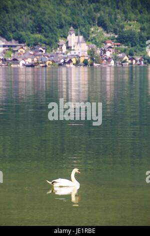 Un cigno sul lago Hallstatt nelle Alpi, Austria superiore, l'Europa. Un sito patrimonio mondiale dell'Unesco. Sullo sfondo la città di Hallstatt. Foto Stock