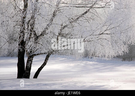 Winterwald Verschneiter bei Engenhahn im Taunus, Assia, Deutschland Foto Stock