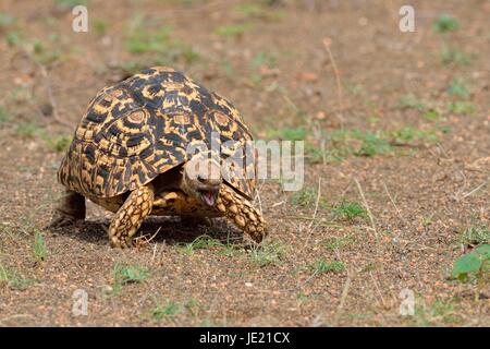 Leopard tartaruga (Stigmochelys pardalis), spostando la bocca aperta, Kruger National Park, Sud Africa Foto Stock