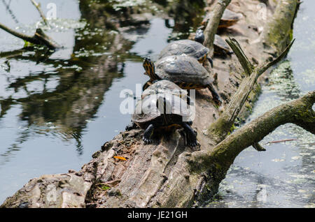 Vier Gelbwangen-Schmuckschildkröten auf einem Baumstamm Foto Stock