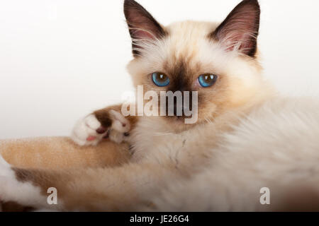 Un punto di tenuta birman cat, 4 mese vecchio cucciolo maschio con occhi blu Foto Stock