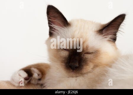 Un punto di tenuta birman cat, 4 mese vecchio cucciolo maschio è in stato di stop Foto Stock