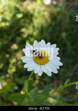 Insetto raccoglie il nettare dai fiori bianchi in estate close up Foto Stock