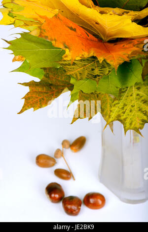 Autunno foglie di acero in vaso su sfondo chiaro Foto Stock