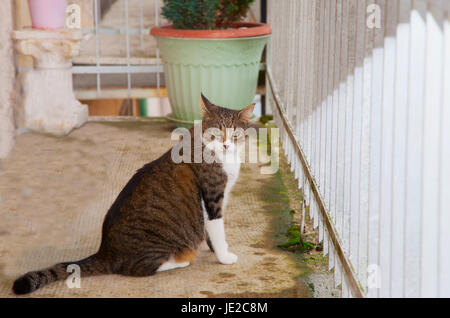 Udienza cat fissando la telecamera su un balcone Foto Stock