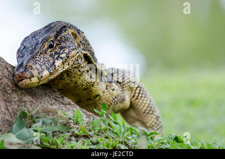 Closeup Asian monitor acqua (Varanus salvator) di appoggio mediante la struttura ad albero nel parco pubblico Foto Stock