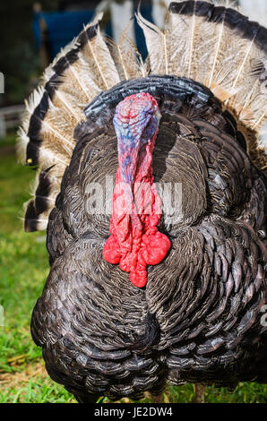 Maschio il tacchino selvatico o Meleagris gallopavo visualizzare attrarre mate in erba Foto Stock