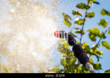 Spruzzare le foglie degli alberi contro i parassiti con prodotti chimici Foto Stock