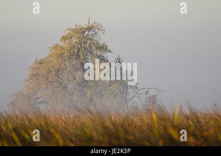 Autunno in una nebbiosa mattina silenziosa nella palude Foto Stock