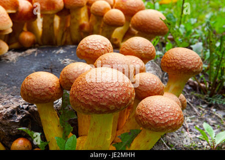 Vista ravvicinata di molti funghi Nameko su un ceppo di albero Foto Stock