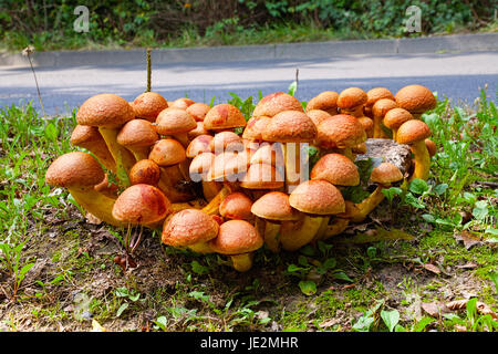 Vista ravvicinata di molti funghi Nameko su un ceppo di albero Foto Stock