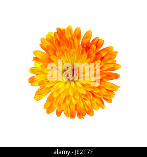 Calendula arancio-giallo terry isolati su sfondo bianco Foto Stock