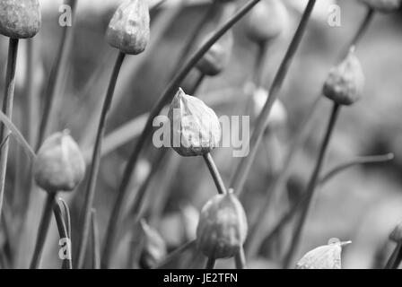 Close up aperti di erba cipollina boccioli di fiori - elaborazione monocromatica Foto Stock