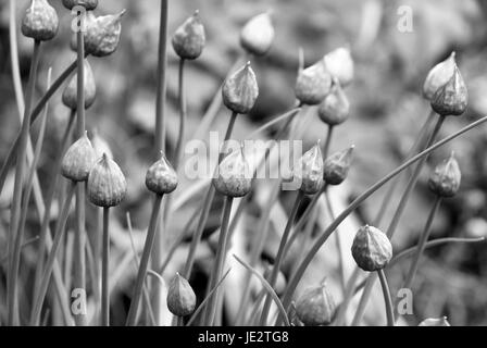 Aperti boccioli di fiori su un fiorente pianta di erba cipollina - elaborazione monocromatica Foto Stock