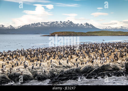 Cormorani (uccelli di mare) island - Canale di Beagle, Ushuaia, Argentina Foto Stock