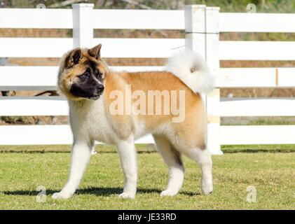 Una vista di profilo di un sable, bianco e marrone di pinto Akita Americano cane sull'erba, caratteristico per la sua coda di peluche che ricci sulla sua schiena e per la maschera nera. Un grande e potente razza di cane. Foto Stock