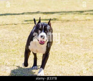 Un piccolo, belle, giovani, il nero e il bianco American Staffordshire Terrier passeggiate sull'erba cercando giocoso e allegro. Le sue orecchie sono ritagliate. Foto Stock