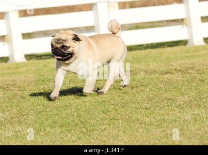 Un piccolo, belle, giovani, fawn Pug con un rugoso breve imbavagliata faccia in esecuzione sul prato cercando giocoso e allegro. Il pug cinese è un Happy dog con profonde rughe, round di testa e di coda arricciata sul retro. Foto Stock