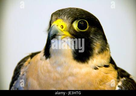 Falco pellegrino (Falco peregrinus) Foto Stock