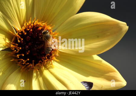 Close-up di bee impollinatori fiore giallo Foto Stock