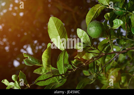 Ramo di calce con il limone su albero sfondo sfocato Foto Stock