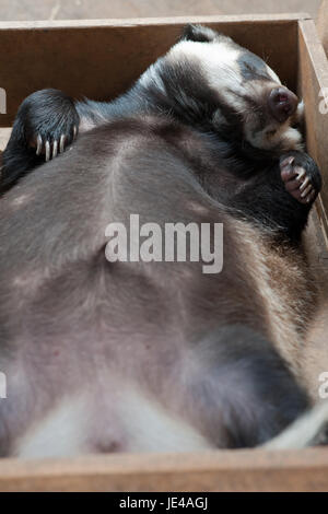 Funny sleeping giovani badger animale Foto Stock