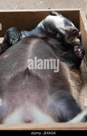 Funny sleeping giovani badger animale Foto Stock