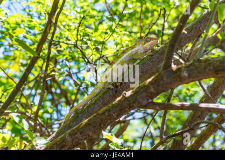 Chameleon seduto su un ramo in Madagascar Foto Stock