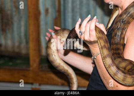 I turisti a giocare con un australiano acqua Python (Liasis fuscus) a Stuart Highway alla stazione di servizio/pub/arresto di benzina. dunmarra. NT. Australia Foto Stock