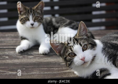 Due gattini sul tavolo di legno Foto Stock