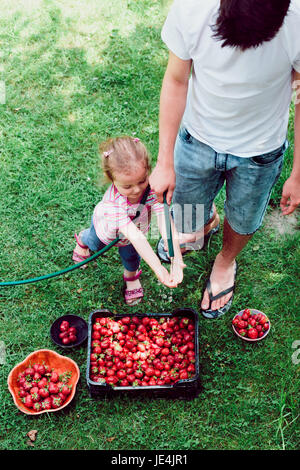 I fratelli lavare le fragole appena raccolto in un giardino Foto Stock