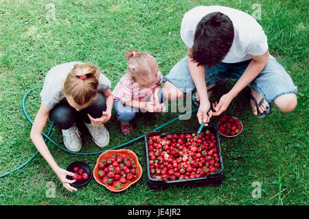 I fratelli lavare le fragole appena raccolto in un giardino Foto Stock