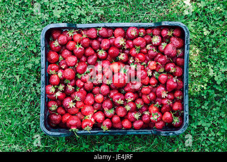 Tettuccio di colpo di fragole appena raccolte in una scatola Foto Stock