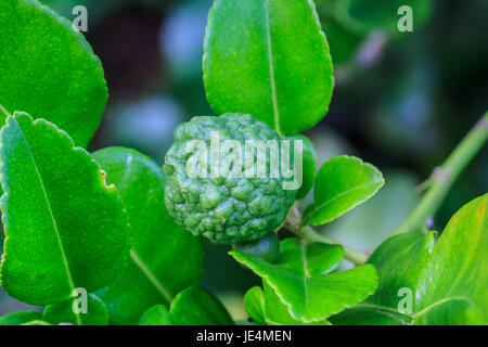 Il bergamotto su albero in gaden, bergamotto (Combava) Frutti Foto Stock