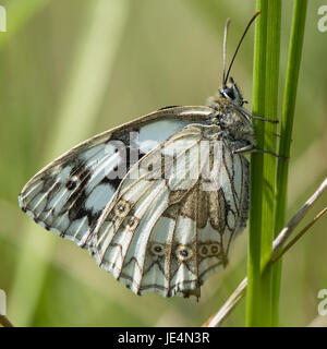 In marmo bianco (butterfly Melanargia galathea) sull'erba. La parte inferiore di nero e bianco a farfalla a scacchi nella famiglia Nymphalidae, a riposo sull'erba Foto Stock