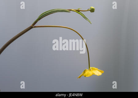 Minor Spearwort (Ranunculus flammula) in fiore. Fiore giallo di impianto il ranuncolo famiglia (Ranunculaceae), crescendo sul bordo di un lago Foto Stock