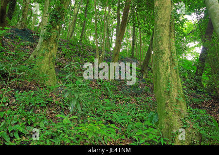 Alberi della foresta e la parete di ritegno Foto Stock