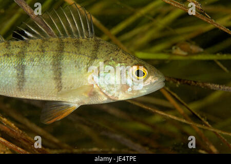 Pesce persico comune dal fiume Mrežnica, Croazia Foto Stock